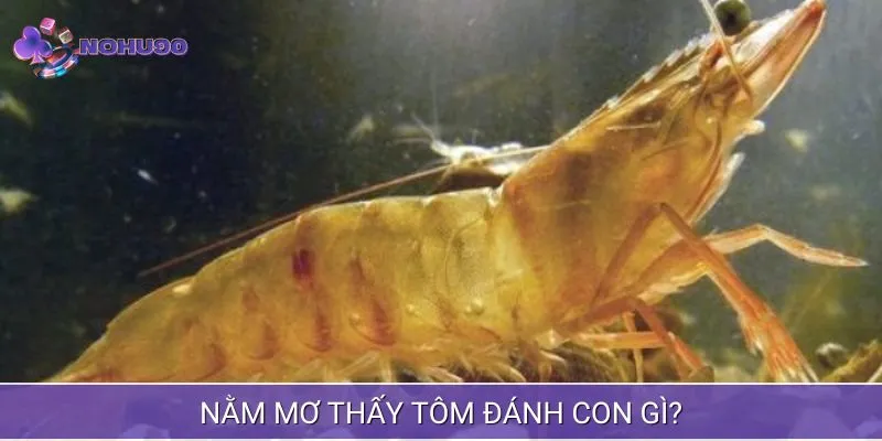 Giấc mộng về tôm và những con số tài lộc liên quan